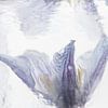 Clematis in Eis von Marc Heiligenstein