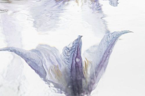 Clématites dans la glace