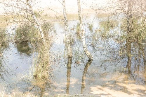 De Loonse en Drunense duinen. 1