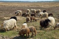 Schafe auf dem Moor