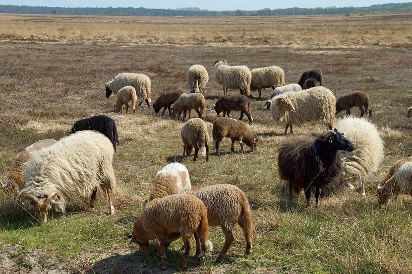 sheep on the moor by wil spijker