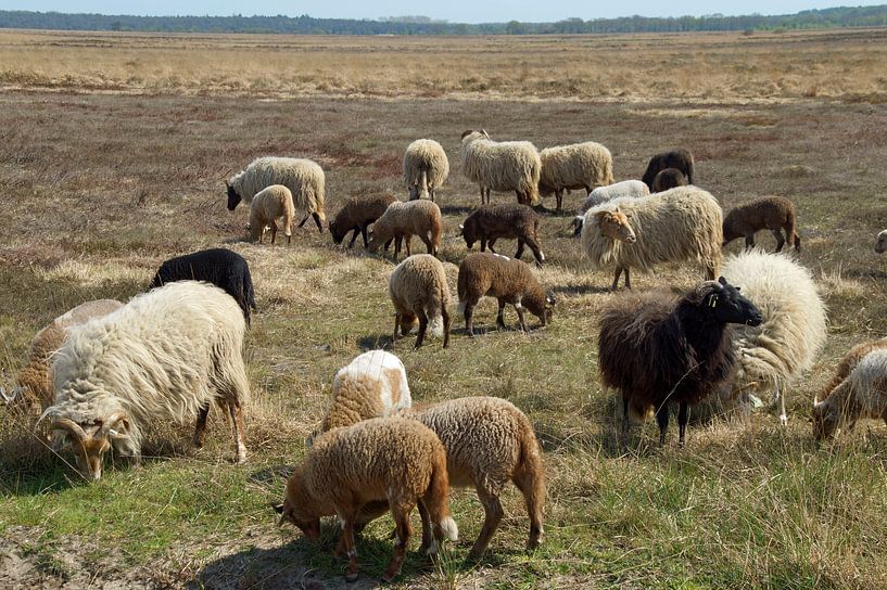 schapen op de hei van wil spijker