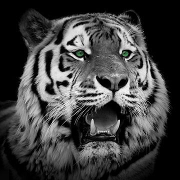 The Eye of the Tiger van Ingrid Kerkhoven Fotografie