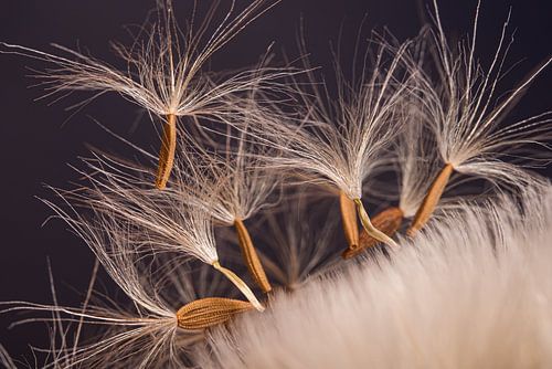 The dancing fluff by Marjolijn van den Berg