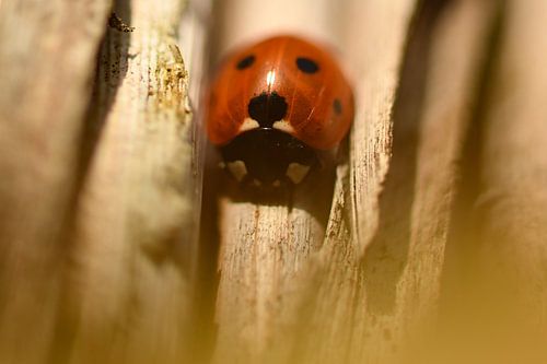Lieveheersbeestje aan het zonnen