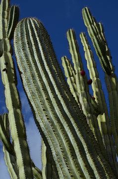 Kolomvormige cactus graangewassen, cactussen. van Iris Heuer