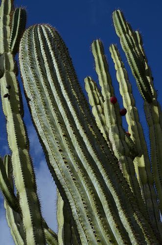 Kolomvormige cactus graangewassen, cactussen.