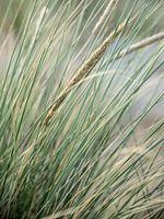 Helmet grass
