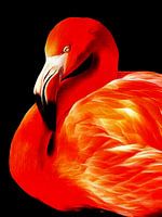 Flamant - Flamant