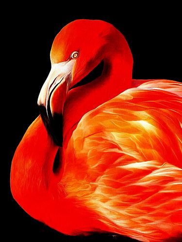 Flamingo - Flamant