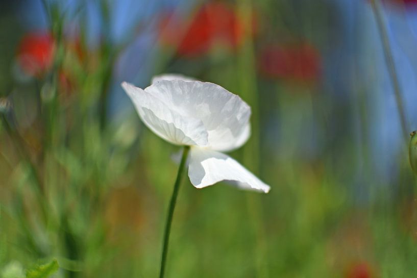 white poppy by Marjan Verloop