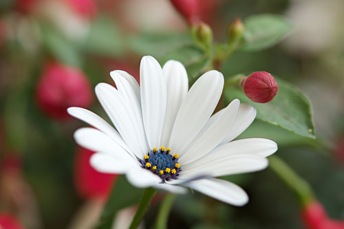 Sommerliche Kap-Margerite im Garten – Makrofotografie