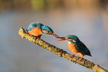 Vogels - IJsvogel mannetje geeft het vrouwtje een visje tijdens het paringsseizoen van Servan Ott