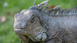 Leguan von Erik Buitenhuis