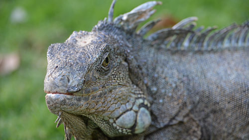 Iguana