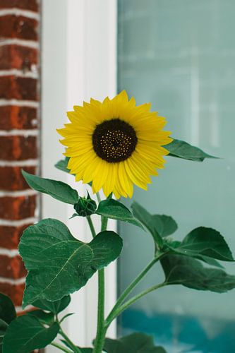Sonnenblume, Sommer vor dem Fenster in Utrecht