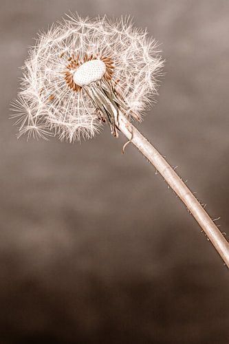 Beauty of decline VI