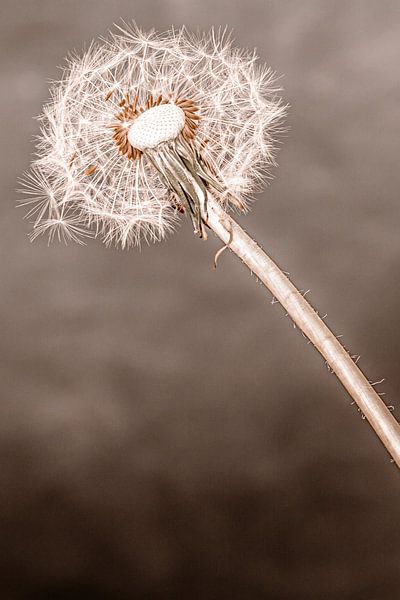 Beauty of decline VI by Irene van de Wege
