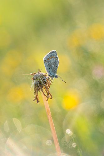 Un papillon sur un pissenlit fané sur Moetwil en van Dijk - Fotografie