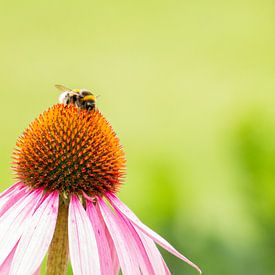 Honigbiene auf einer Sonnenblume. von AdWF