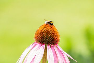 Abeille sur un tournesol.
