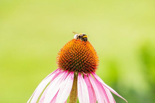 Honingbij op een zonnehoed bloem.