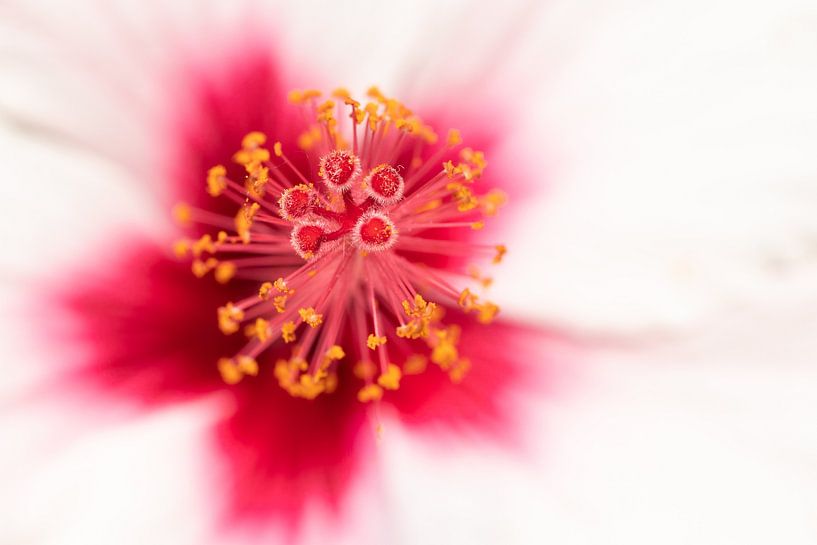 Blume von Eline Jonkers