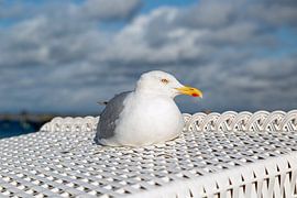 Seemöwe von Thomas Heitz