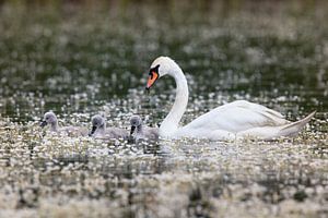Swan Luck by Daniela Beyer