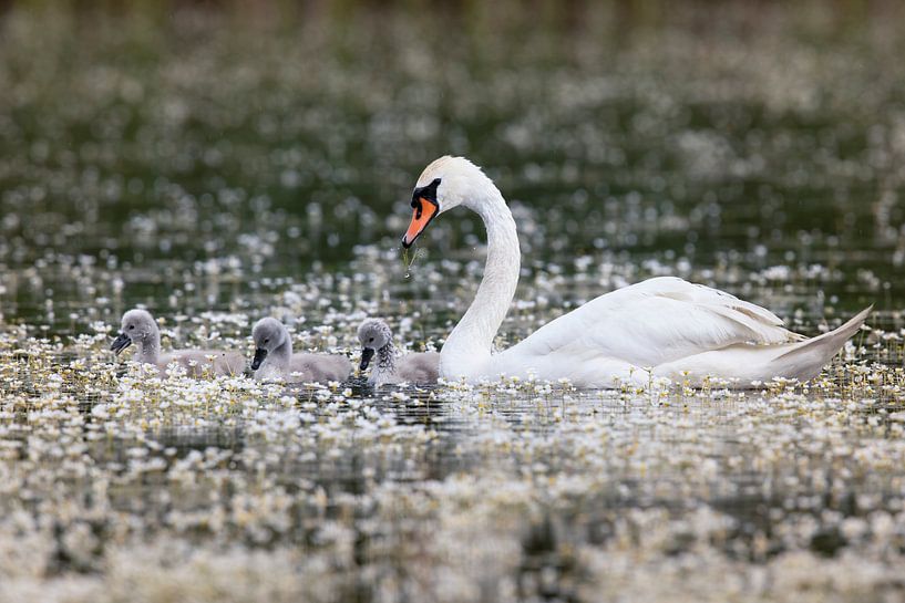 Swan Luck by Daniela Beyer
