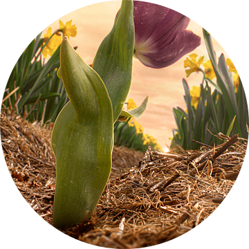 De tulp in narciss(t)enland van Elianne van Turennout