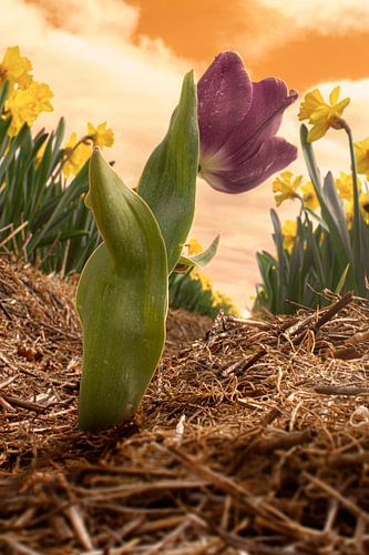 Tulipe égarée dans un champ de jonquilles au coucher du soleil - Photographie dynamique de la région du bulbe