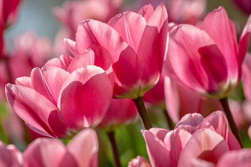 Roze Tulpen in de Keukenhof