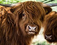 Portret van een schotse hooglander in het nuilerveld