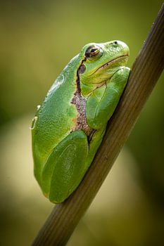 Tree frog