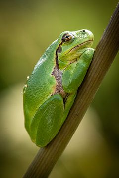 Laubfrosch von Gerrit van de Velde