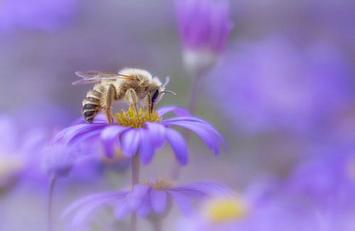Abeille à pattes en forme de plume
