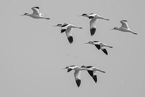 Ein Flug von Säbelschnäbeln