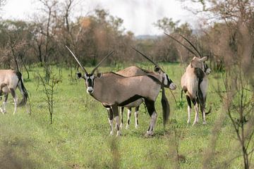 Gemsbok in color | Travel photography | South Africa by Sanne Dost