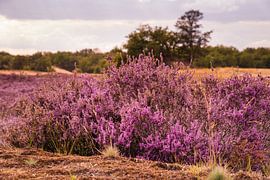 Blühendes Heidekraut von Dirk Smit