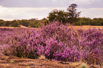 Heather in bloom
