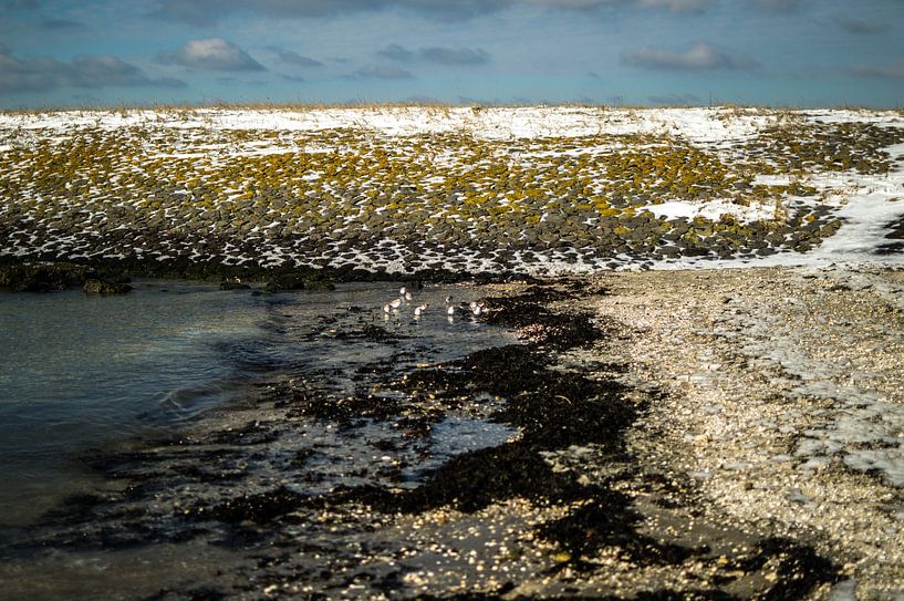 Kamperland, Zeeland par Michel Koenes