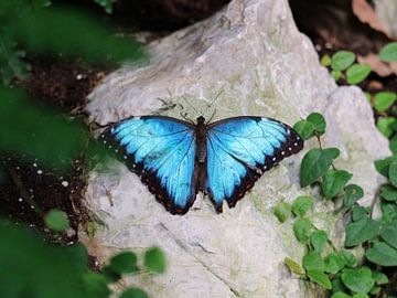 Blauwe vlinder van J De Leeuw
