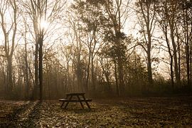 picnic table in the forest by Annelies Cranendonk