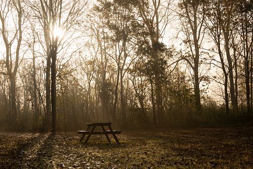 table de pique-nique dans la forêt