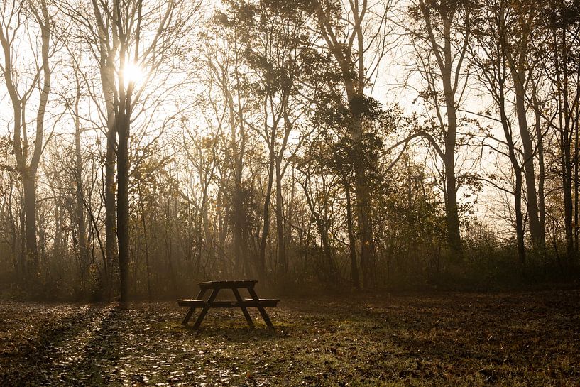 picnic table in the forest by Annelies Cranendonk