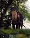 The Sri Lankan Elephant von Ian Schepers Miniaturansicht