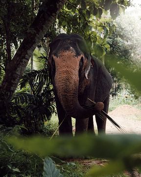 The Sri Lankan Elephant van Ian Schepers