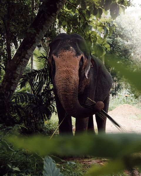 The Sri Lankan Elephant von Ian Schepers
