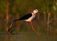 Crested grebe with stilts